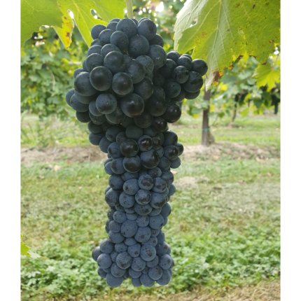 Raboso Piave Ampelos TEA 17