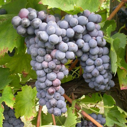 Sangiovese Ampelos BS 2