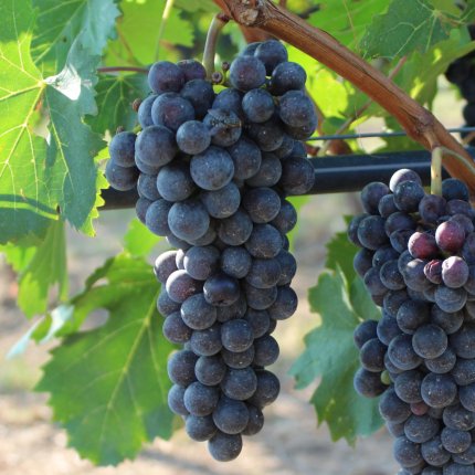 Sangiovese Ampelos DGV 19