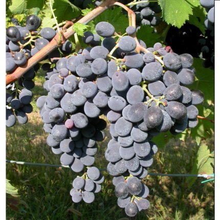 Sangiovese Ampelos DGV 5