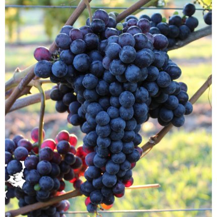Sangiovese FdB-CAB M 17