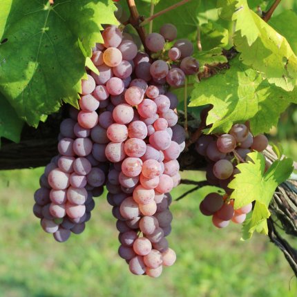 Sangiovese rosa CAB - AMPELOS 83**