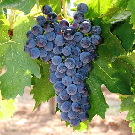 Sangiovese Ampelos TEA 10 D