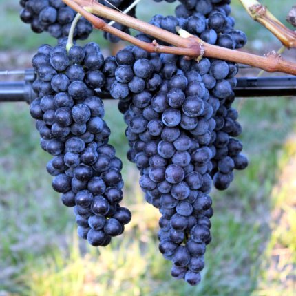 Sangiovese TEA 6
