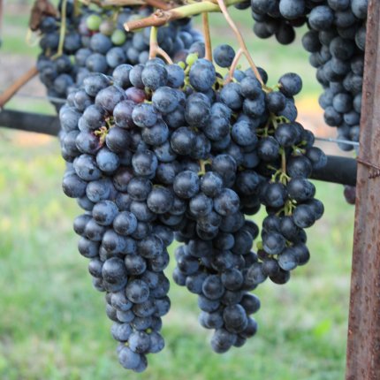 Sangiovese Ampelos TEA 8