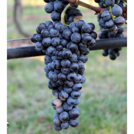 Sangiovese Ampelos TEA 9