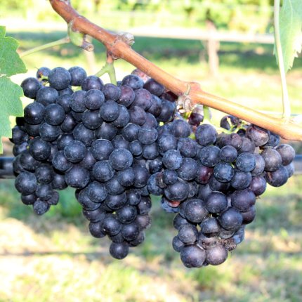 Schiava grossa SA 1