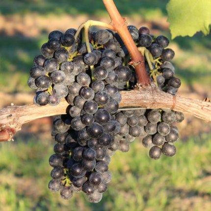Sangiovese Ampelos TEA 15