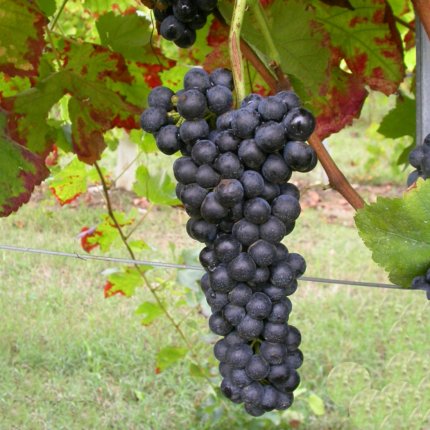 Syrah Ampelos DGV 12