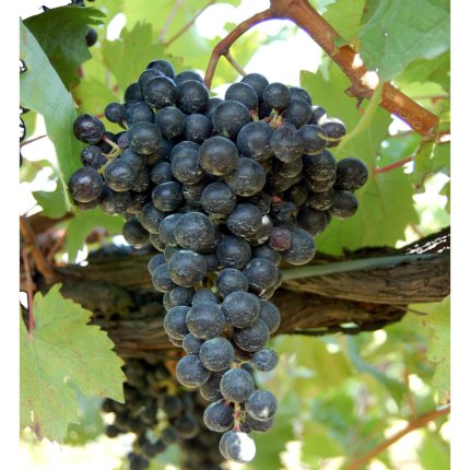 Terrano (Cagnina) CAB 29