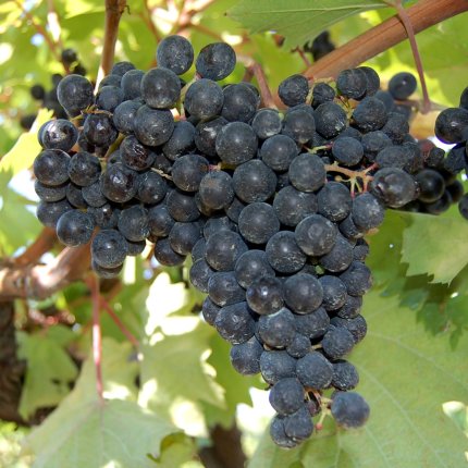 Terrano (Cagnina) CAB 40