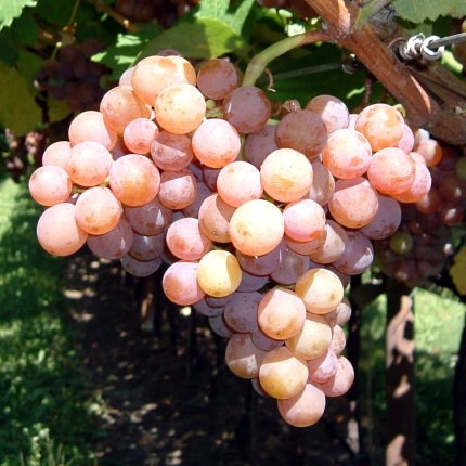 Traminer aromatico Ampelos VCP 6