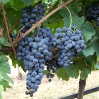 Merlot Ampelos CNT 5